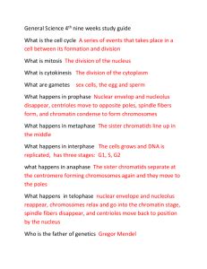 Meiosis gizmo answer key pdf free. Q1. (a) Mitosis is important in the life of an organism ...