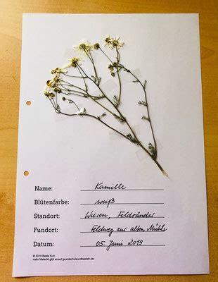 Mit erweiterten tools können ebendiese ihre tags erstellen und anpassen. Wiese: Herbarium gestalten - Grundschule und Basteln - Der ...