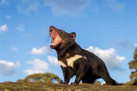 Tasmanian Devils Born In Australia For The First Time In 3000 Years