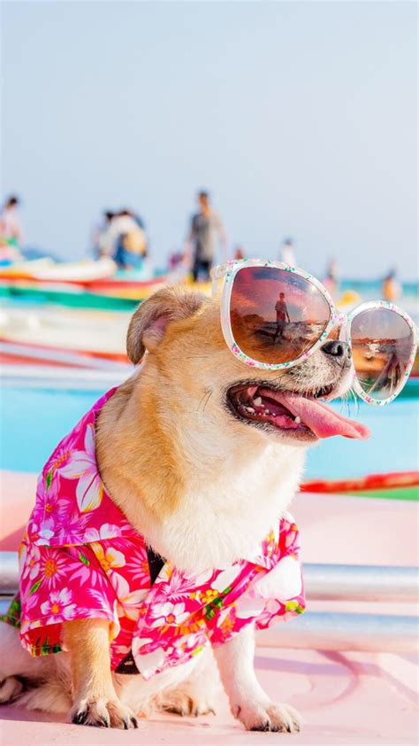 Summer Dog Wallpaper Petswall