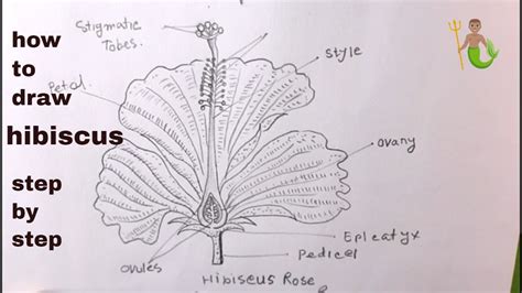How To Draw Hibiscusdifferent Parts Of Hibiscus Flowerchina Rose