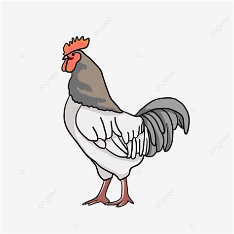 Hand Painted Illustrations Of Big Cocks Cock Clip Art Animal Png