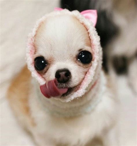 Dog Cute Chihuahua Facts Chihuahua Lover Chihuahua Puppies Cute