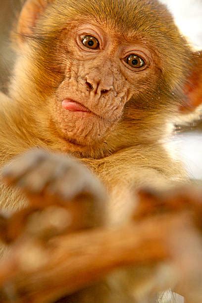 200 Monkey Sticking Tongue Out Pics Stock Photos Pictures And Royalty
