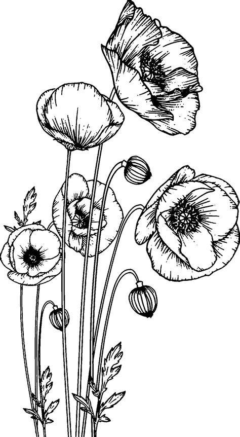 Poppy Flower Drawing Flower Line Drawings Floral Drawing Flower Art