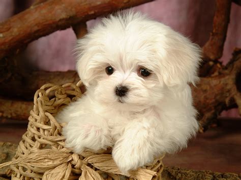 Super Cute Puppies Top Dreamer