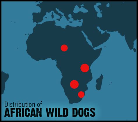Where Does The African Wild Dog Live