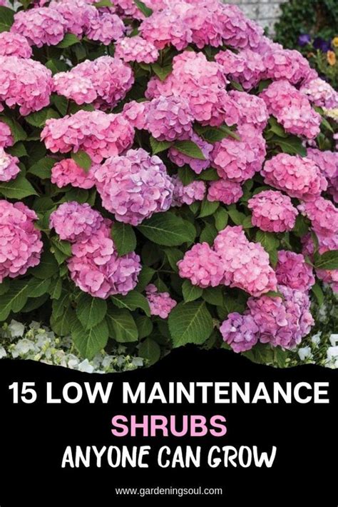 Low maintenance flowering shrubs uk. 15 Low Maintenance Shrubs Anyone Can Grow | Low ...