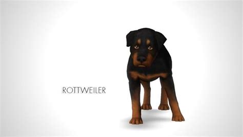 Improved Rottweiler By Morgana Banana Sims 3 Downloads Cc Caboodle