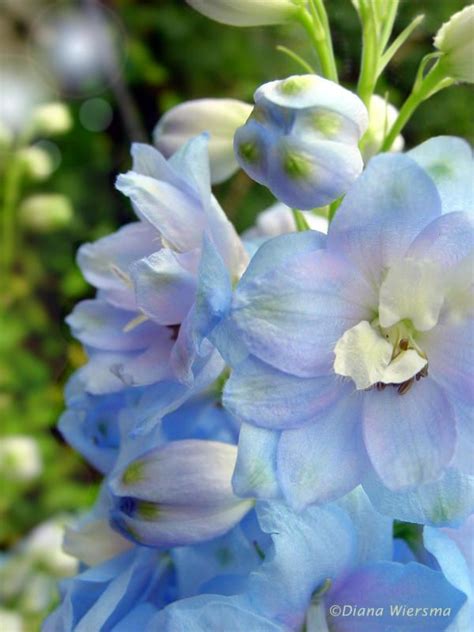 It is a beautiful flower available in shades of blue, purple, red, pink, white and yellow. Light Blue Delphinium | Blue delphinium, Delphinium, Love ...