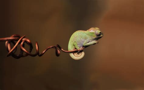 4552004 Colorful Reptiles Chameleons Rare Gallery Hd Wallpapers
