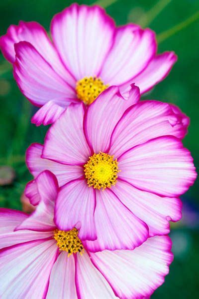 Cosmos Bipinnatus Candy Stripe Fotografia De John Glover Uno De Los