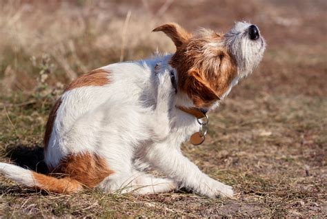 31 Can Dogs Get Hives From Stress Home