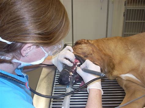 Informed by cambridge's unique searchable database of real exam scripts, the cambridge learner corpus, and providing an official pet past exam paper from cambridge esol, complete pet is the most authentic exam. Pearland Pet Health Center | Pearland, Texas 77584 ...