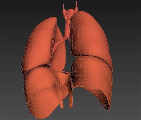 3d Model Lungs Animated Vr Ar Low Poly Animated Max Obj Fbx C4d Lwo