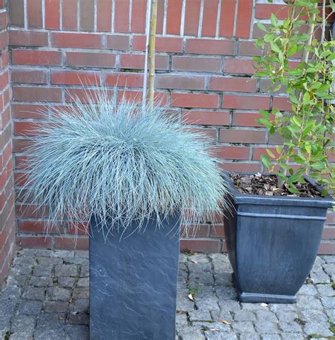 Fétuque Bleue Festuca Glauca Culture Et Entretien