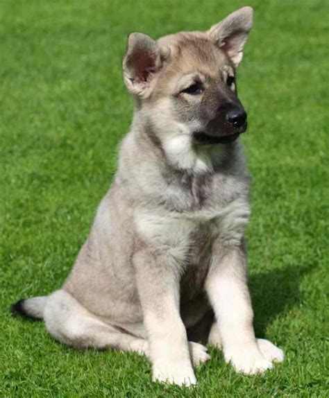 Norwegian Elkhound Dog Breed Information And Images K9 Research