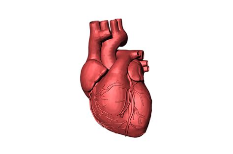 Download Heart Blood Organ Royalty Free Stock Illustration Image