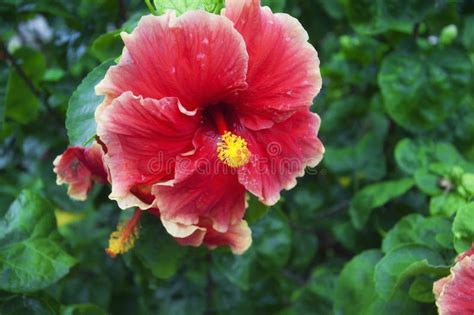 Tropical Red Hibiscus Flower Malaysia Stock Photo Image Of Bloom