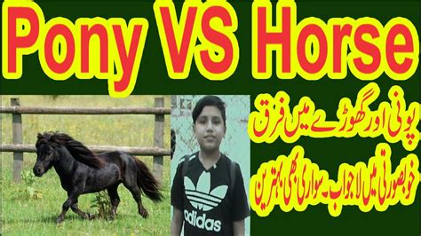 Ponypony Horsepony Vs Horseponiespony Meaningpony Vs Mini Horseminiature Horsepony Height