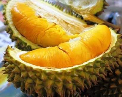 There are 30 recognised durian species, at least nine of which produce edible fruit, with over 100 named varieties in indonesia, 300 in thailand and 100 in malaysia. 6 Types of Durian You Must Try When Visiting Malaysia and ...
