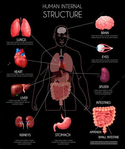 Realistic Human Internal Organs Infographics With Lungs Heart Liver