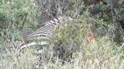 Lion Kill Zebra In The Serengeti Youtube