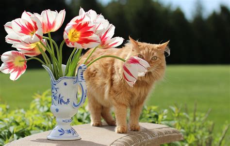 Know more about them and its different types. Wallpaper greens, cat, cat, look, flowers, table, glade ...