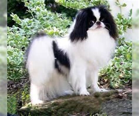 Japanese Chin Breed Information And Pictures On