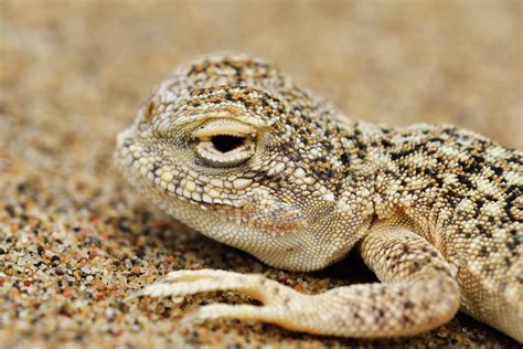 Reptile Facts Earth Song Secret Toad Headed Agama