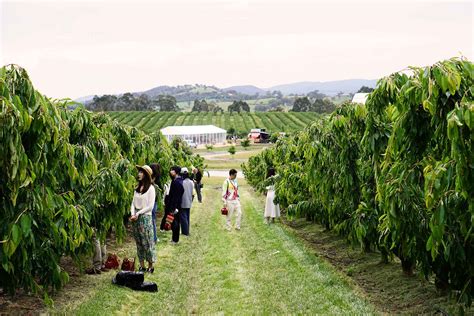 Cherryhill Orchards Coldstream Cherry Picking Yarra Valley