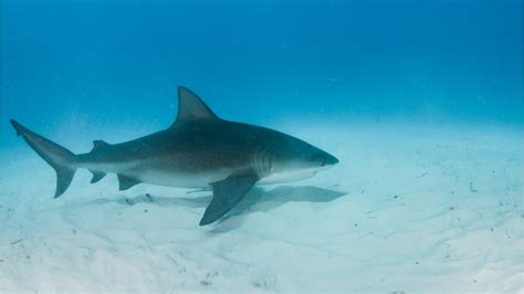 sharks commonly found in florida s waters