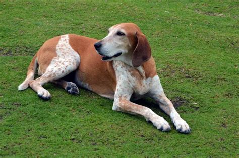 American English Coonhound Dog Breed Information And Owners Guide