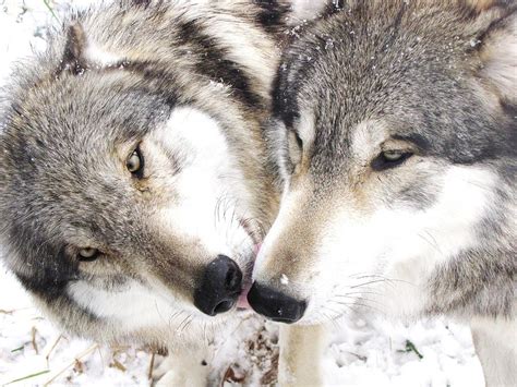 Wolf Kiss Photograph By Kimberly Griffith Fine Art America
