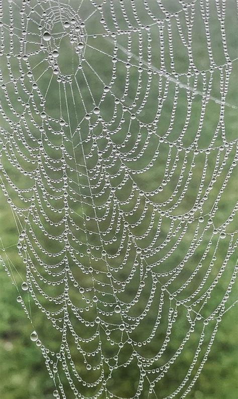 Spider Web And Dew Drops Photograph By Jack Nevitt Fine Art America