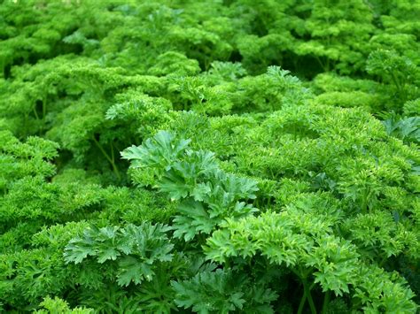 Difference Between Curly And Flat Leaf Parsley