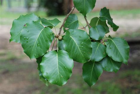 Callery Pear Facts And Health Benefits