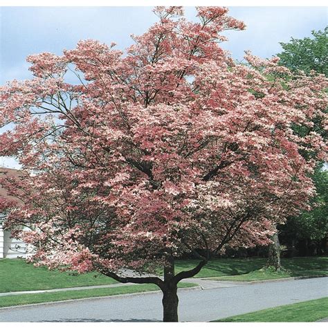 Check spelling or type a new query. 3.74-Gallon Pink Flowering Dogwood Flowering Tree in Pot ...