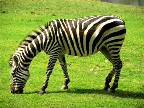 Cool Picture Collection 33 Strikingly Beautiful Pictures Of Zebras