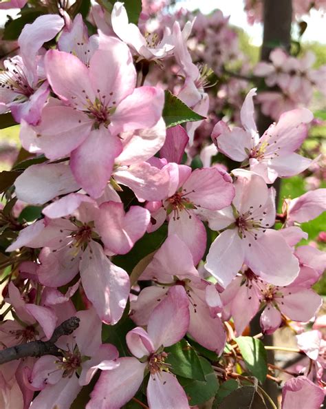 Pink Spires Crabapple