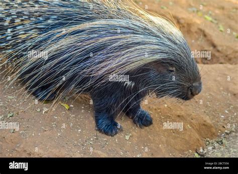 Cape Porcupine Or South African Porcupine Hystrix Africaeaustralis