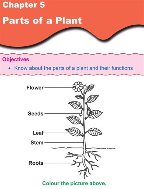 We are constantly adding new science worksheets to our site for all grade levels. Grade 1 Science Lesson 5 Parts of a Plant | Primary Science