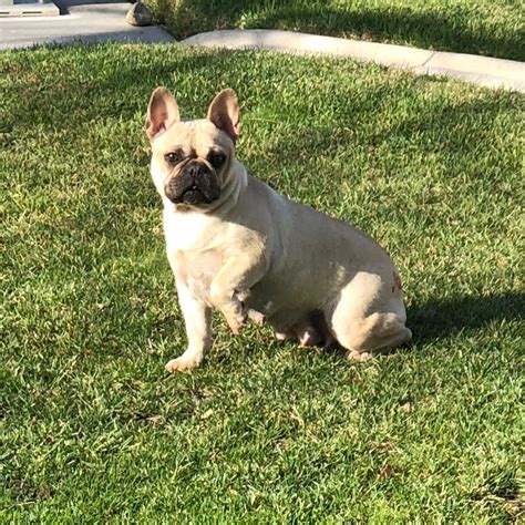25 Tiger Stripe French Bulldog For Sale Photo Bleumoonproductions