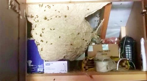 Pest Controller Finds Enormous Wasps Nest In Garage Video