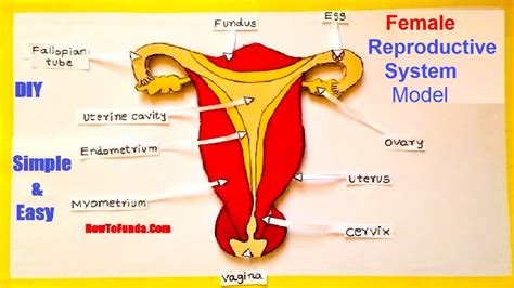 Female Reproductive System Model D Making Using Cardboard Science Project Howtofunda Diy