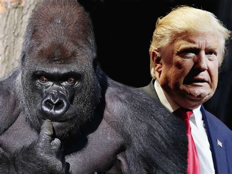 Kumbuka The Gorilla May Have Been Recaptured But Donald Trump Is