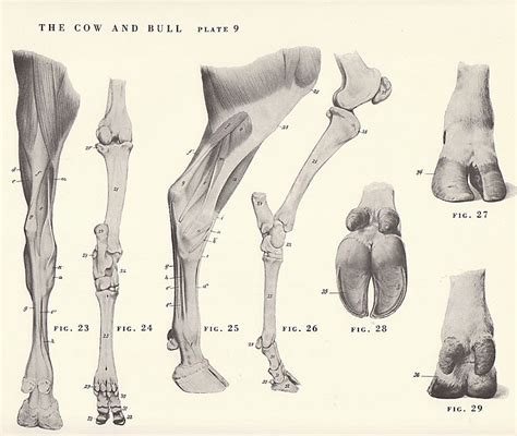 Femur definition function diagram amp facts britannica. Vintage Cow and Bull Leg and Hoof Skeletal View by niminsshop