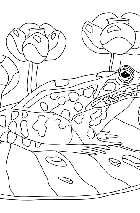 Frogs Coloring Pages For Adults Online Or Printable