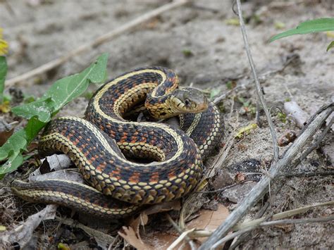 They flee to the water when threatened, and often hunt in the water as well. GordonGrice.com: Garter Snake