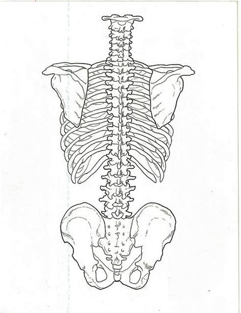 Artistic Anatomy Skeleton Torso